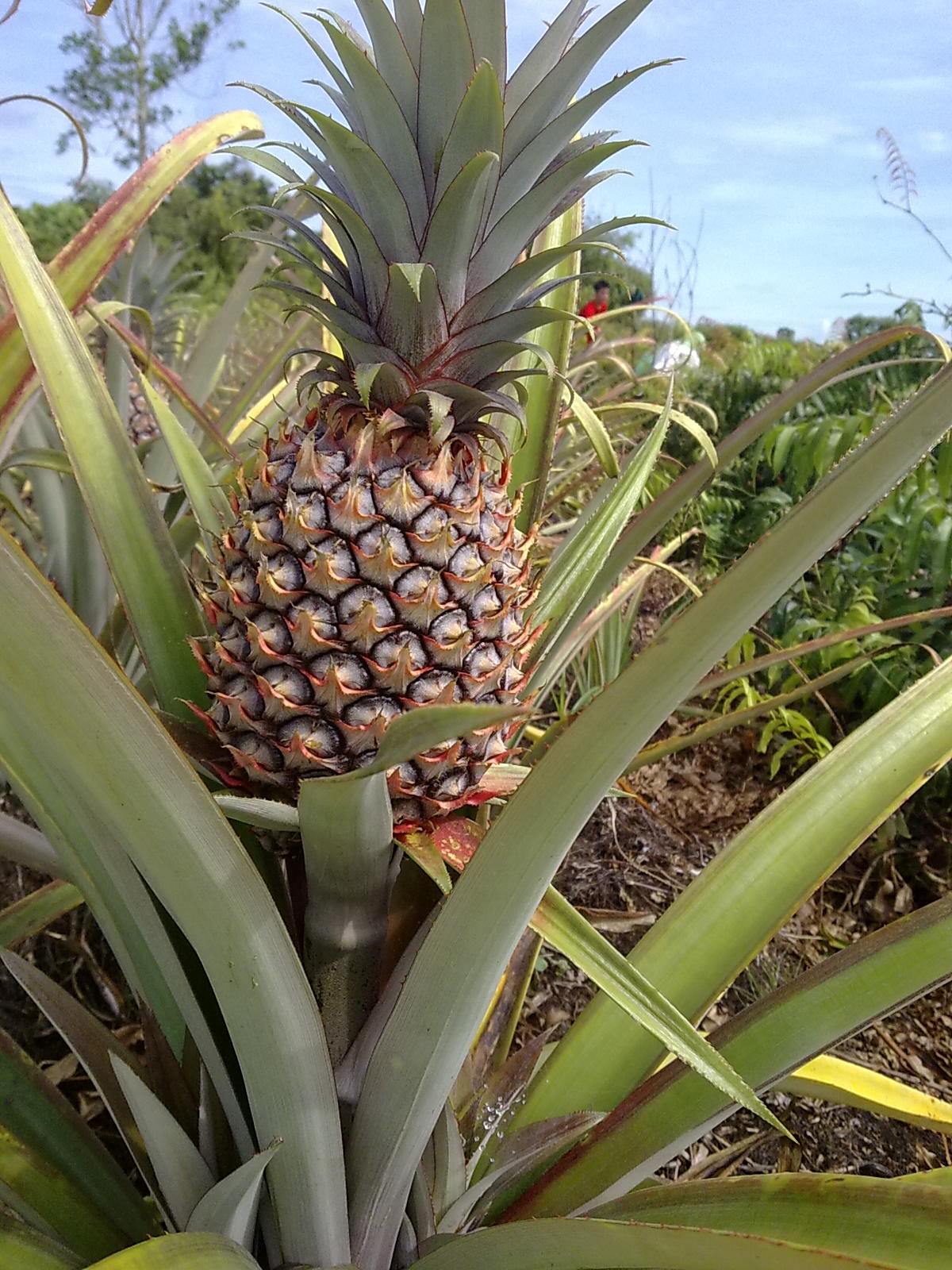 Jebon MHS: Buah - Buahan