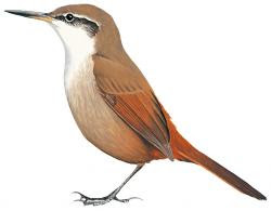 Ochetorhynchus melanurus