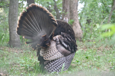 tom turkey, mating display