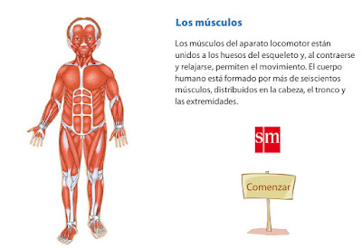 http://www.infantil.librosvivos.net/archivosCMS/3/3/16/usuarios/103294/9/6EP_Cono_cas_ud3_Musculos/los_musculos.swf