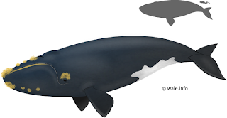 North Atlantic Right Whale