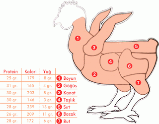 tavuk vucut geliştirme