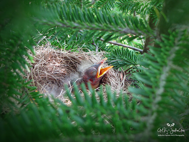 Robin Nestling