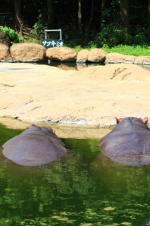 hippo_6263