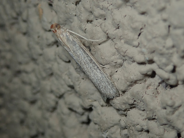 Homoeosoma electella