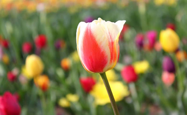 Tulip Flower Pictures