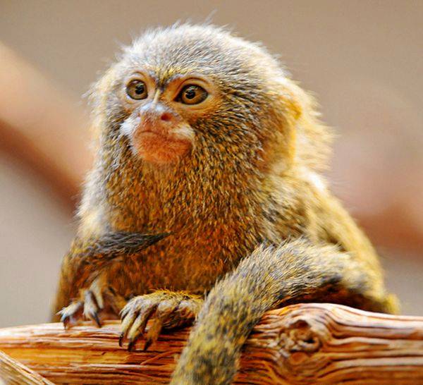 Amazing Dwarf Monkey