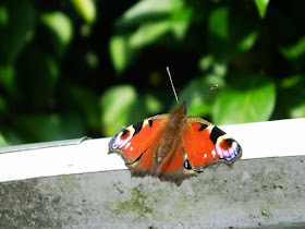 Big Butterfly Watch 