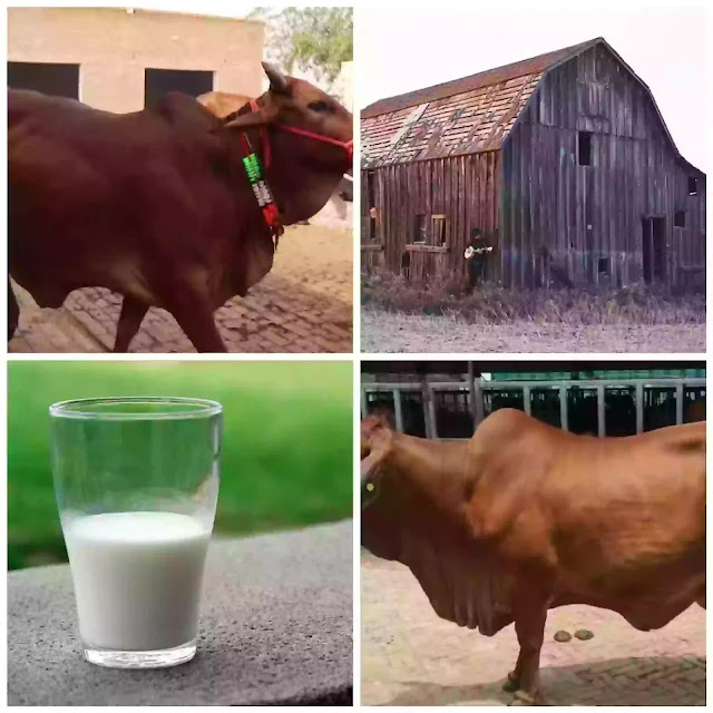 Sahiwal cow milk per day