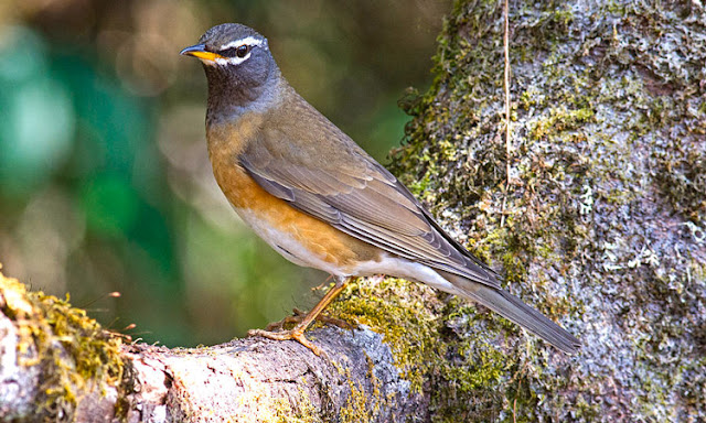 Anis Kuning, suara anis kuning, suara anis kening, anis kening jantan dan betina, Turdus obscurus