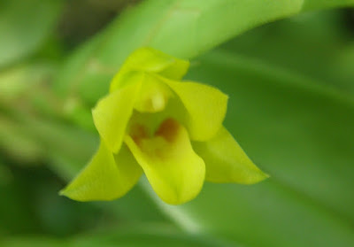 Maxillaria diuturna - Long-Living Maxillaria care