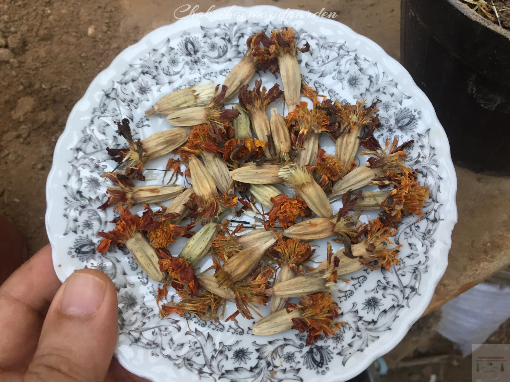 Carefully open the marigold seed pods, you should see a cluster of seeds. Separate these seeds from the petals. The seeds look like white and black rods.