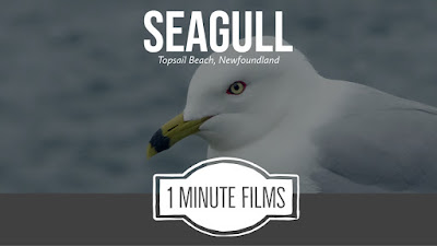 Seagull Video