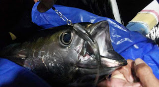 Casting yellowfin tuna dengan umpan soft lure