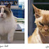 Moroccan cat VS cat Swedish !! Who will win?