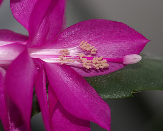 Cactus de Noël - Schlumbergera x buckleyi