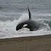 Volvieron las orcas para alimentarse en Península Valdés