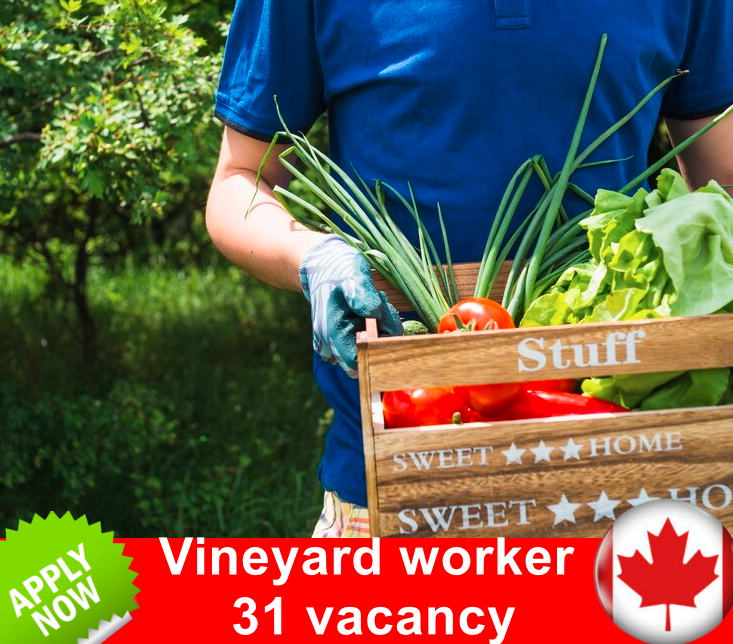 Vineyard worker 31 vacancy Canada Jobs,Farm Jobs,British Columbia,