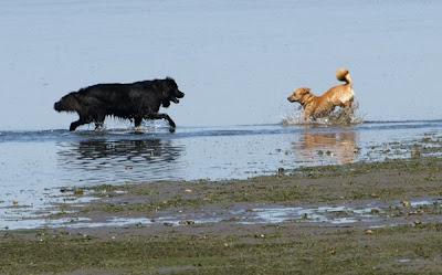 Herald and Scout at Play