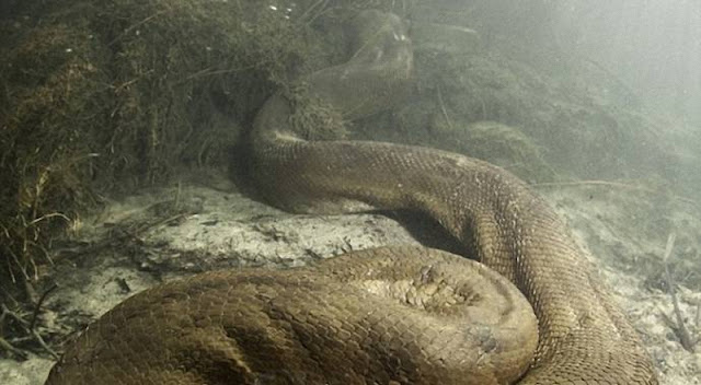 anacondas-gigantes-perú