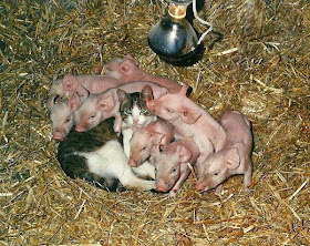 Funny animals of the week - 31 January 2014 (40 pics), baby pigs cuddle with cat