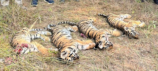 चंद्रपूर जिल्ह्यात आणखी चार वाघांचा मृत्यू  | Tadoba Chandrapur Tiger