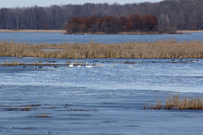 swans and open water, 2/21/17, Carlos Avery WMA