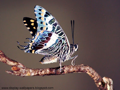 Butterfly Desktop Wallpaper HD