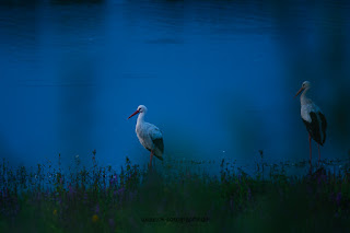 Wildlifefotografie Lippeaue Weißstorch