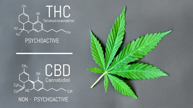 cannabis and CBD