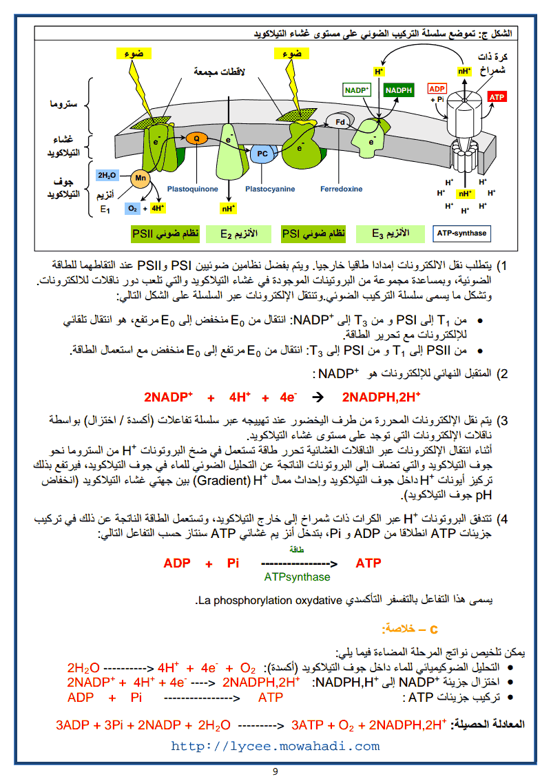 انتاج المادة العضوية و تدفق الطاقة 9