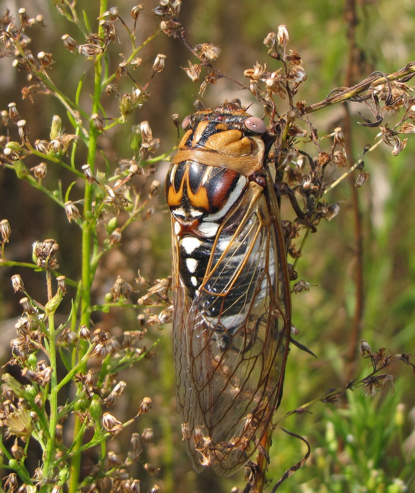 Bug Eric Grand Western Cicada