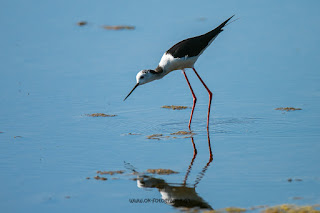 Wildlifefotografie Kroatien Neretva Delta Olaf Kerber