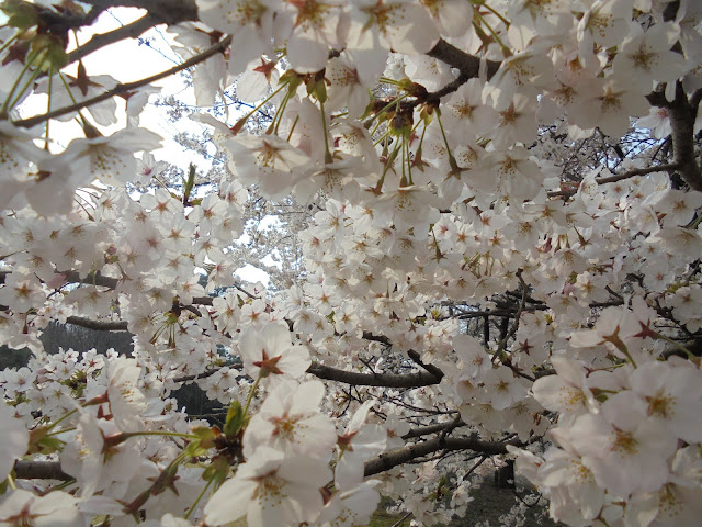 とっとり花回廊の桜の広場のソメイヨシノ桜