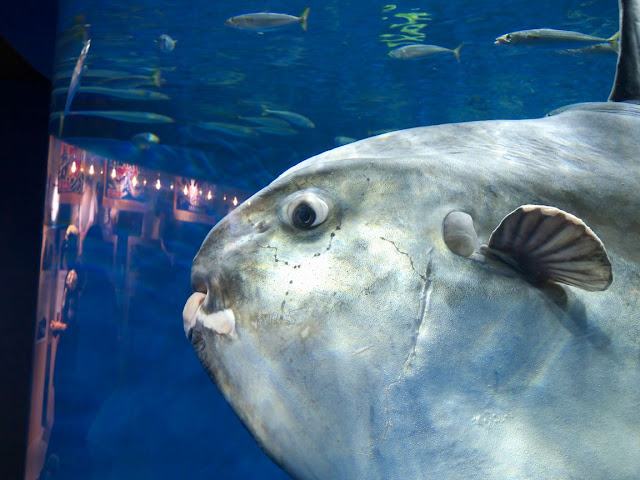 仙台うみの杜水族館 マンボウ