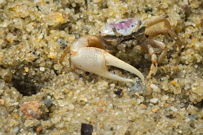 Atlantic Sand Fiddler Crab, Monomoy National Wildlife Refuge