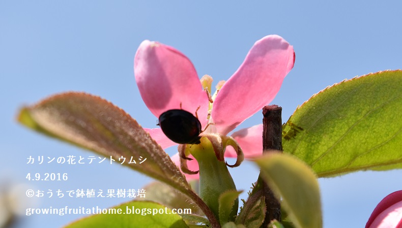 カリンの木の栽培記録 有機 無農薬栽培 15年 年最新版 花梨が枯死しました カリンの木の栽培記録 有機 無農薬栽培 15年 年最新版 花梨が枯死しました