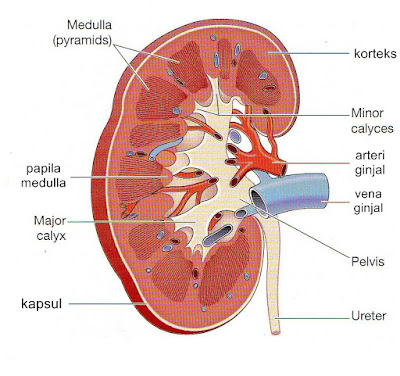 Gambar terkait