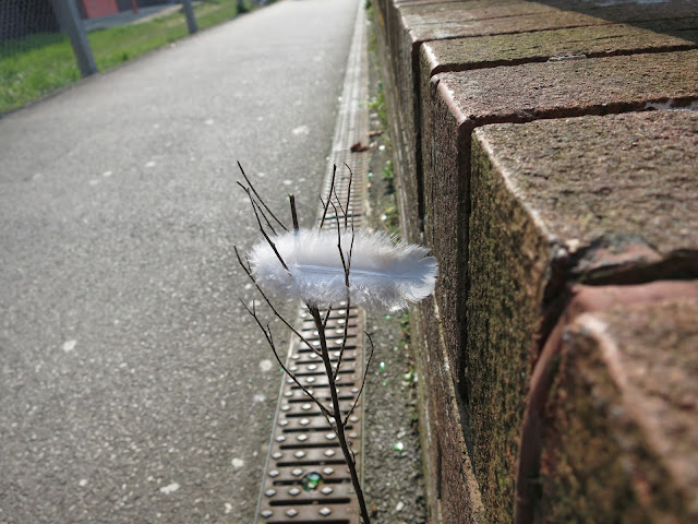 A fluffy white feather caught in fork of dead plant.