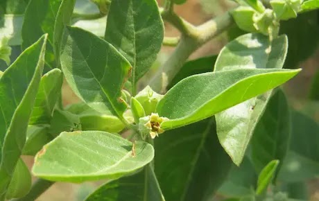 the benefits of ashwagandha