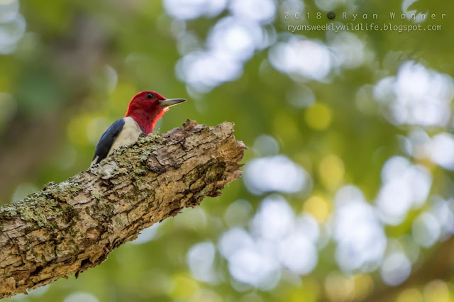 Woodpecker Ohio with red head