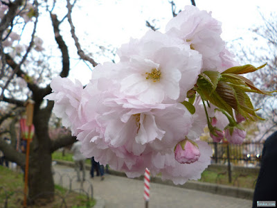 八重桜