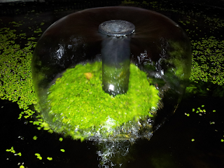 Duckweed on our pond