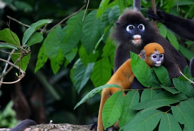 Dusky Leaf Monkey