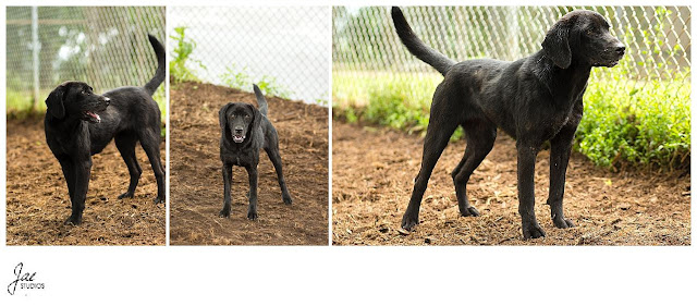 Non Profit Adoption Portrait Lynchburg Humane Society