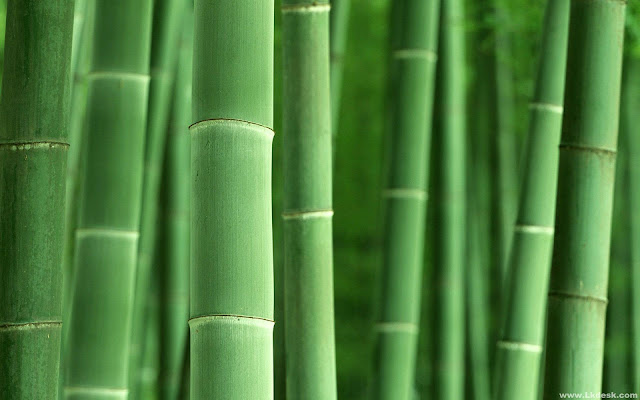 Bamboo Zen2