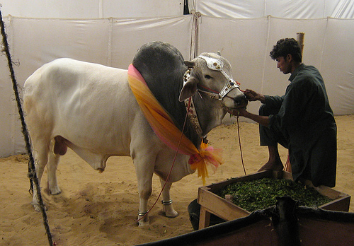 Qurbani at eid ul adha 2012 in Pakistan  World Web 