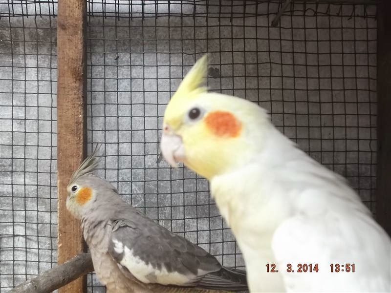  Gambar Ternak Cockatiel Falk Palek Parkit Jambul Australia 