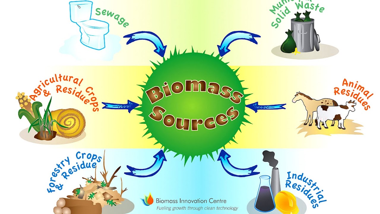 Where Is Biomass Energy Found