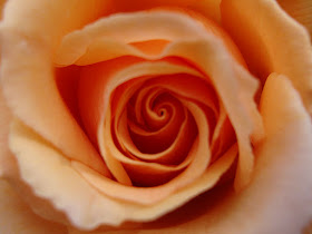 Heart of Peach Colored Rose, Photo (c) 2011 by Maja Trochimczyk